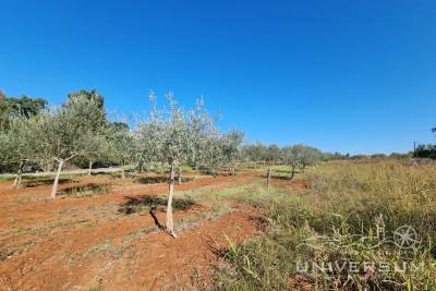 Building land surrounded by nature not far from Umag 2