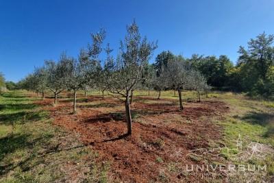 Building land surrounded by nature not far from Umag 3