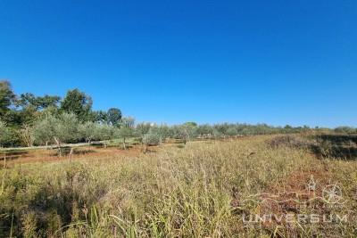 Building land surrounded by nature not far from Umag